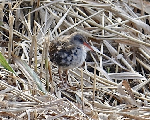 water rail